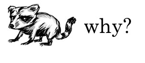 A raccoon with the word "why"